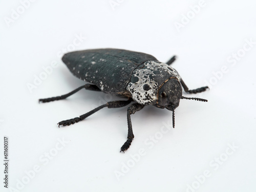 Flat headed Root Borer. Capnodis tenebrionis. Black beetle on a white background.  photo