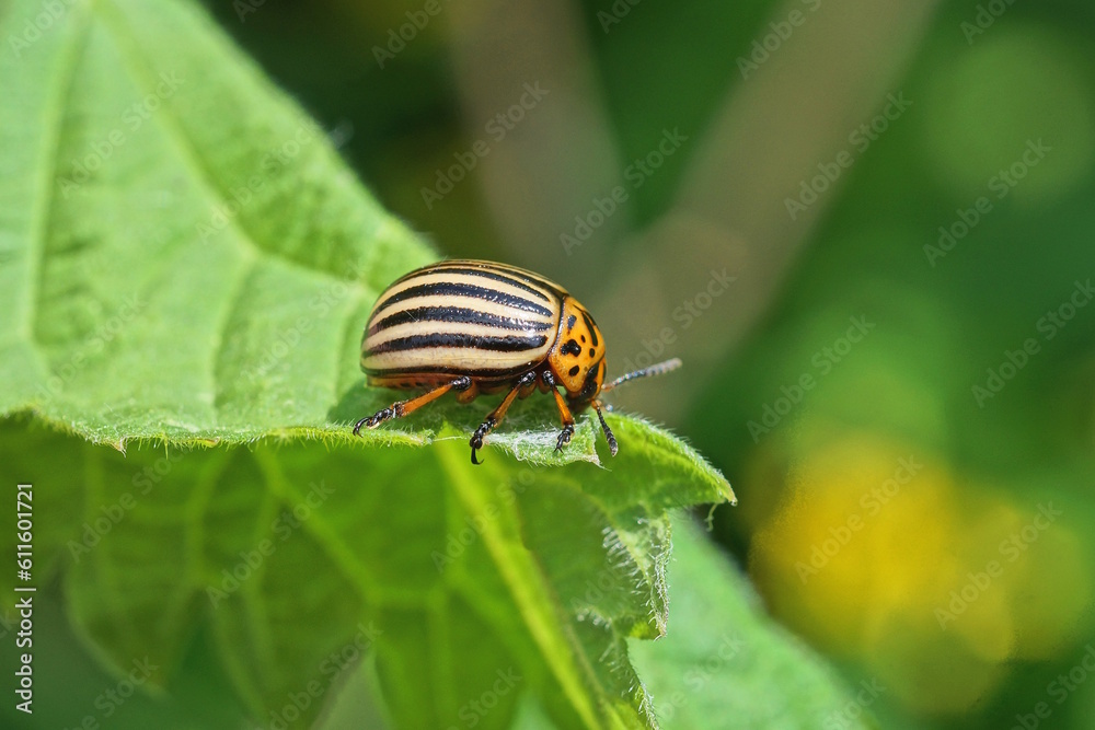 one striped colorado beetle sits on a green leaf of nettle in nature one striped colorado beetle sits on a green leaf of nettle in nature