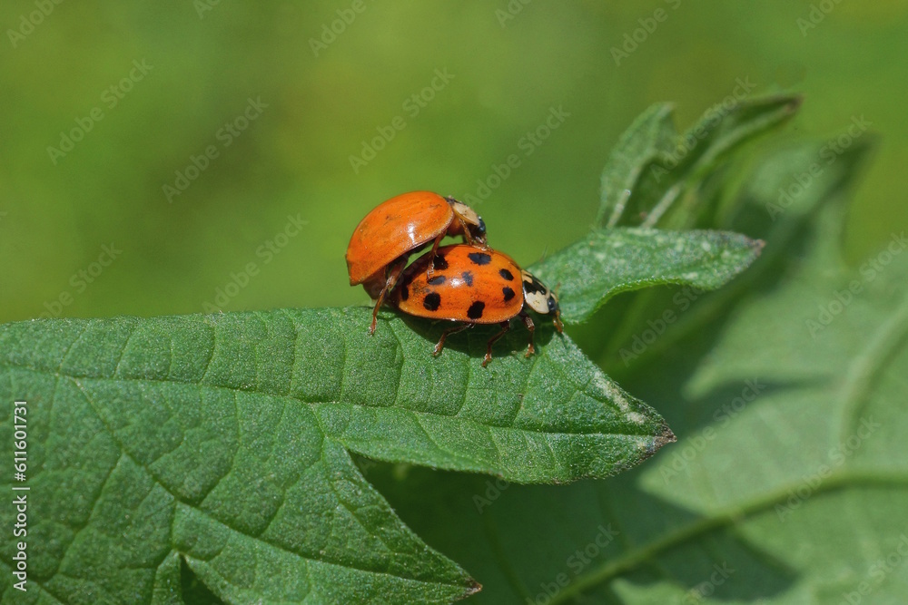 two small red black ladybugs on a green leaf of a plant in nature