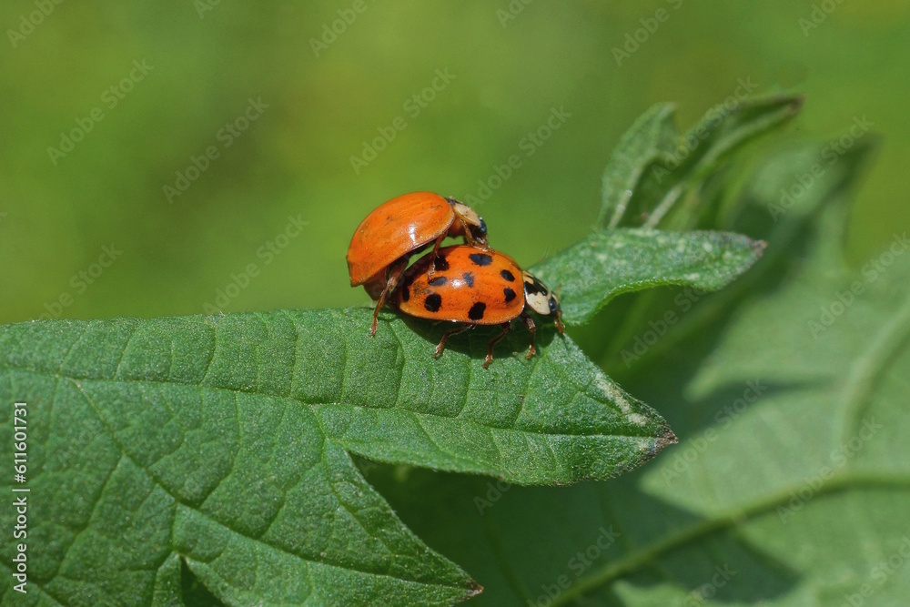 two small red black ladybugs on a green leaf of a plant in nature two small red black ladybugs on a green leaf of a plant in nature