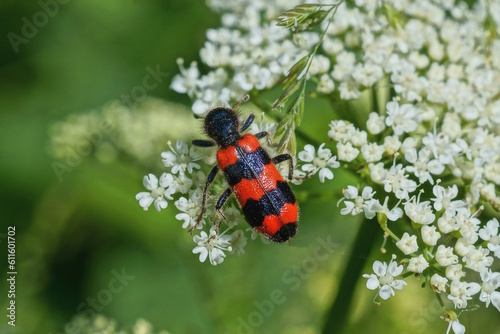 one red black beetle on a white flower in nature on a sunny day © butus