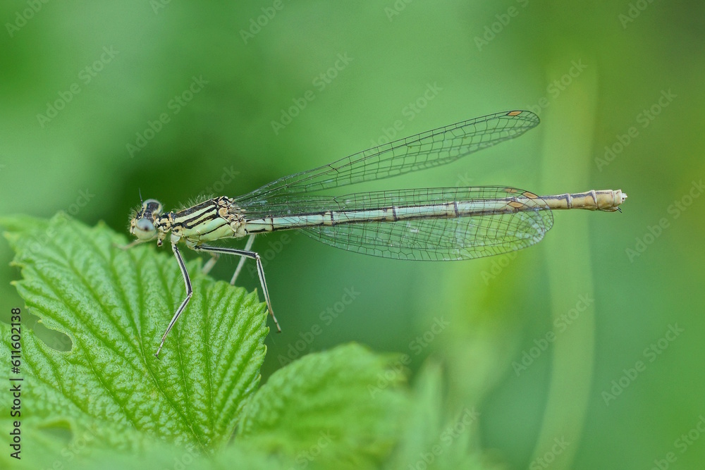 one gray dragonfly sits on a green leaf of a plant in nature