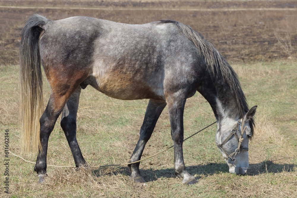 one big gray horse stands and eats grass outdoors in a meadow