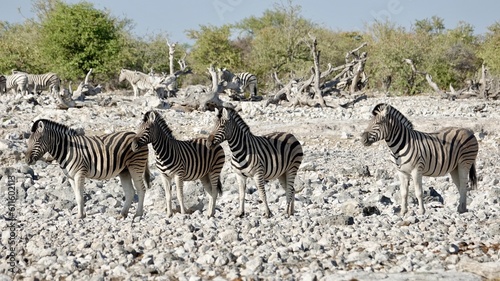 Wilde Zebras in Namibia © Omm-on-tour