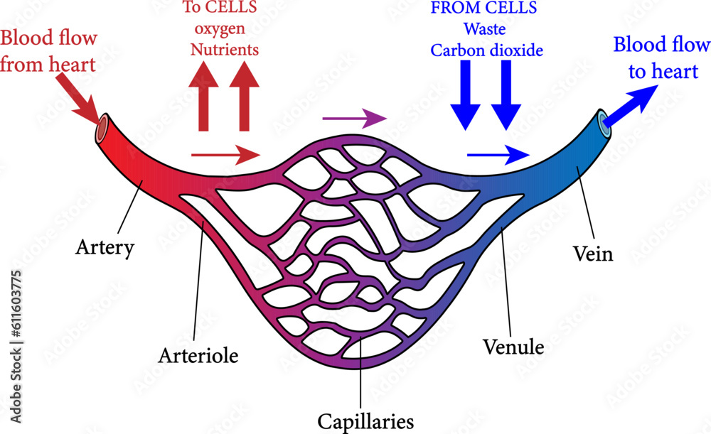 vector illustration of f the structure of blood vessels Stock Vector ...