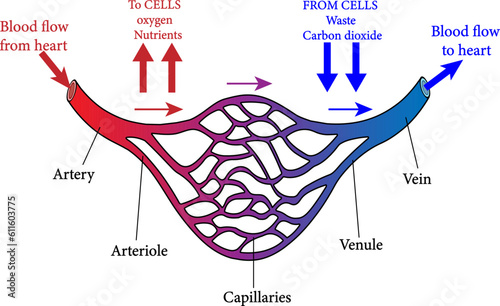 vector illustration of f the structure of blood vessels photo
