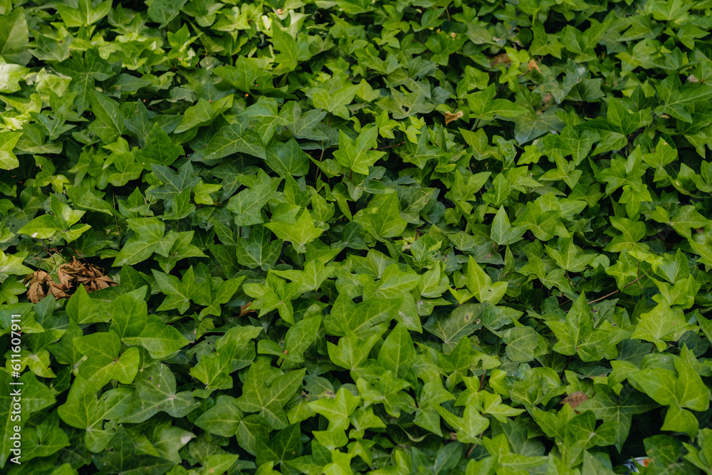 Photo of dark moody green leaves texture background with nice pattern. Clean environment. Organic natural background. Photo of dark moody green leaves texture background with nice pattern. Clean environment. Organic natural background.