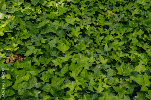 Photo of dark moody green leaves texture background with nice pattern. Clean environment. Organic natural background.