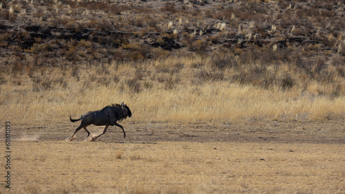 a blue wildebeest on the run