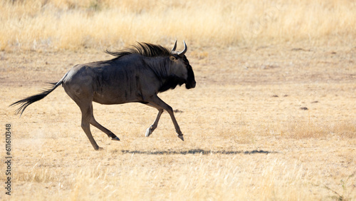 a blue wildebeest on the run