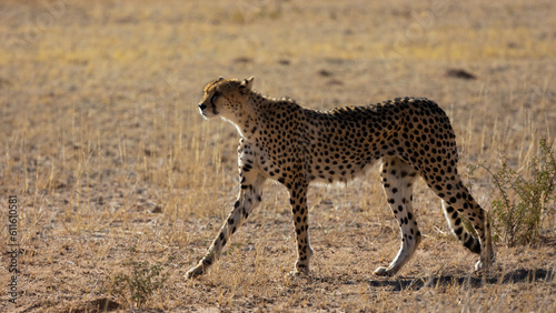 a portrait of a female cheetah in the wild