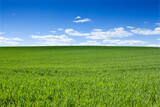 Horizon, clouds and blue sky with landscape of field for farm mockup space, environment and ecology. Plant, grass and nature with countryside meadow for spring, agriculture and sustainability