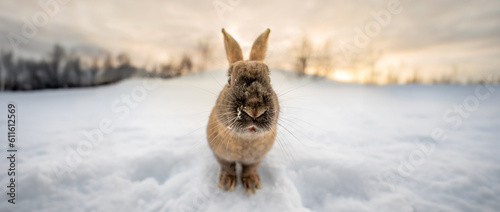 Dark brown typical Icelandic rabbit head-on with the ground completely covered in snow and the first light of dawn with head and eyes close-up looking at the camera. Traces of snow on his mustache photo
