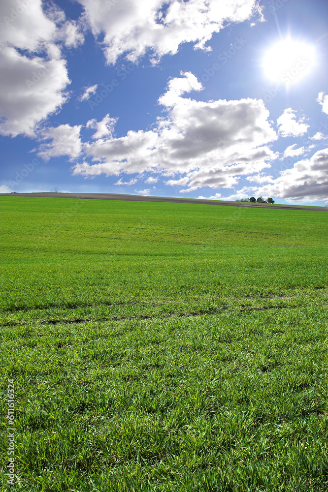 Environment, clouds and blue sky with landscape of field for farm mockup space, nature and ecology. Plant, grass and horizon with countryside meadow for spring, agriculture and sustainability