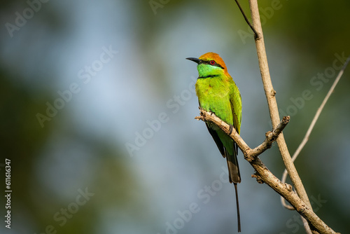 Green Bee-Eater, Little Green bee-eater, Merops Orientalis © songdech17