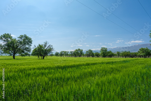 Wheat field and rural landscape with blue sky in the morning.
