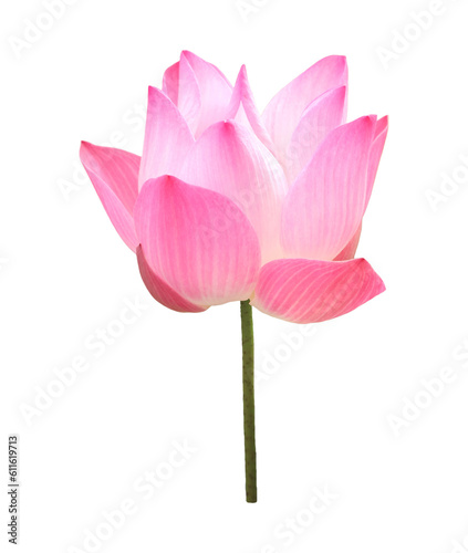 Closeup of a Gorgeous Blossoming Sacred Lotus Isolated on Transparent Backdrop  PNG File