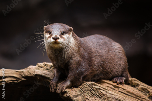 attentive otter on a tree