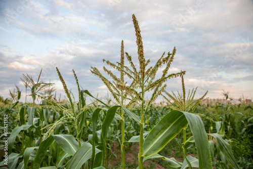 Corn field in summer day against blue sky