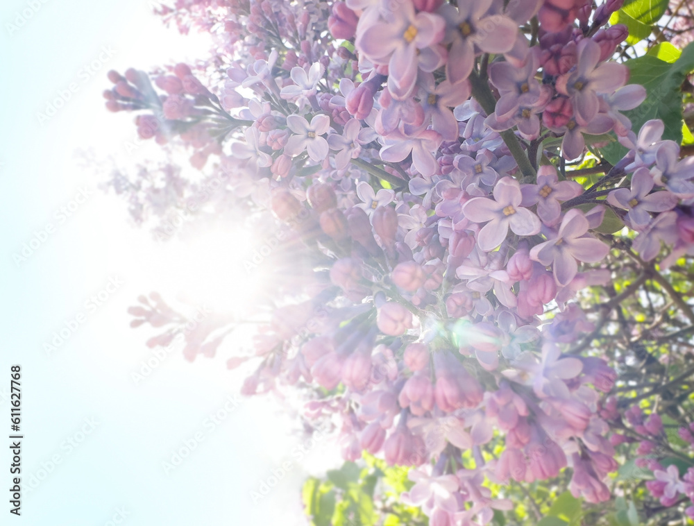 flowering branch of lilac, the shining sun behind flowering branch of lilac, the shining sun behind