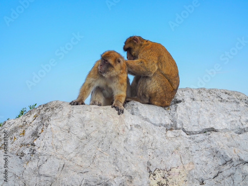 pair of monkeys © Kristi