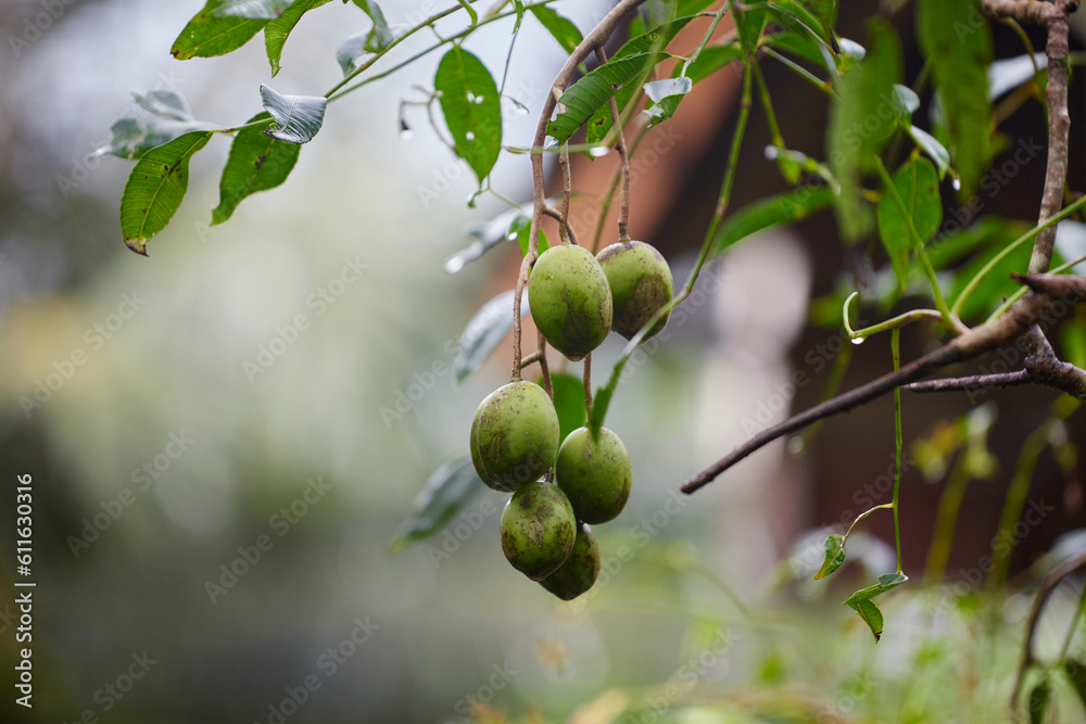 Fresh Elaeocarpus hygrophilus Kurz hanging on tree branch
Fresh Elaeocarpus hygrophilus Kurz hanging on tree branch