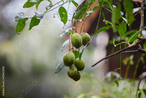 Fresh Elaeocarpus hygrophilus Kurz hanging on tree branch
 photo