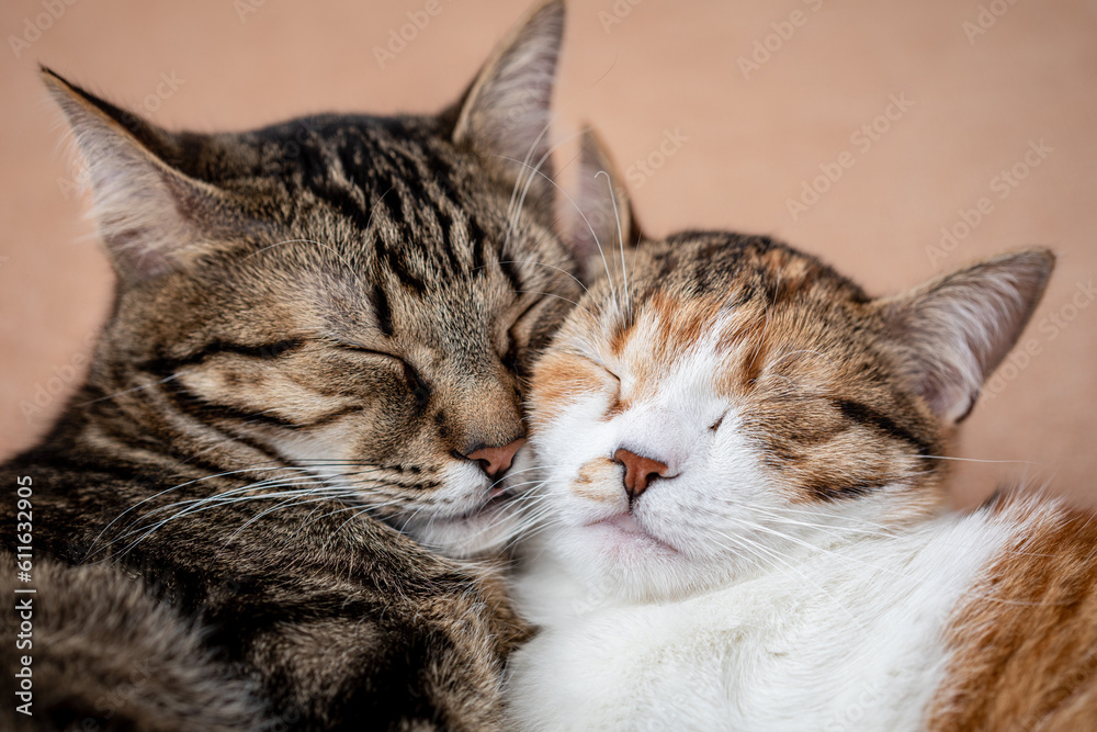 Portrait of two adorable cats sleeping together