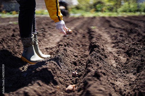 Woman farmer planting potatoes in garden chernozem soil at spring season