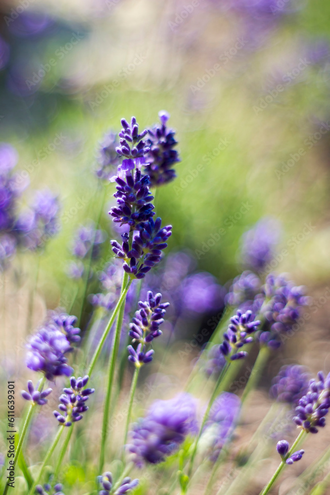 Obraz premium lavender flowers in the garden