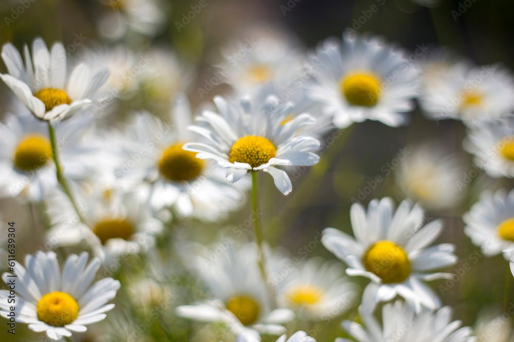 Ox-eye Daisy (Leucanthemum vulgare) in garden Ox-eye Daisy (Leucanthemum vulgare) in garden