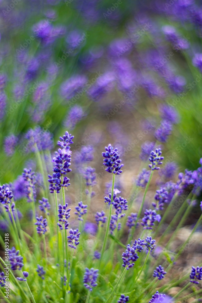 Obraz premium lavender flowers in the garden