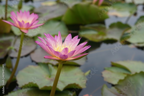 Lotus flowers greenery water of natural beauty