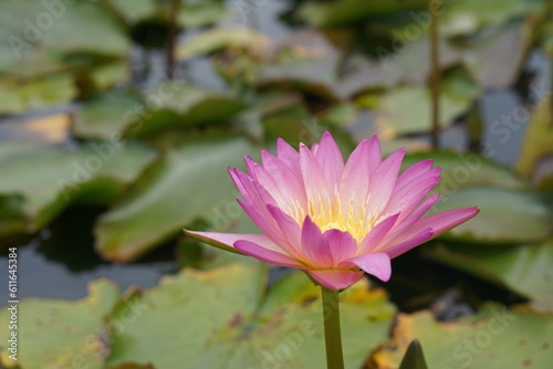 Lotus flowers greenery water of natural beauty