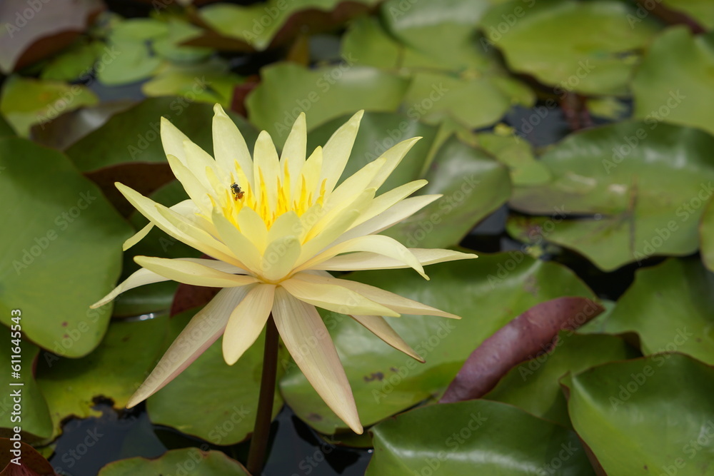 Lotus flowers greenery water of natural beauty Lotus flowers greenery water of natural beauty