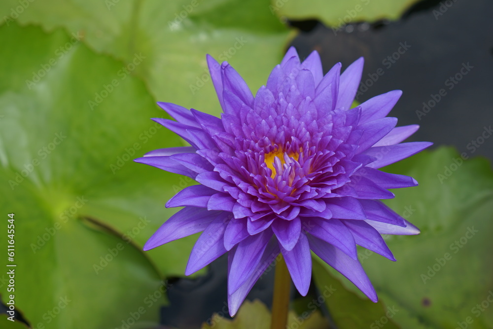 Lotus flowers greenery water of natural beauty Lotus flowers greenery water of natural beauty