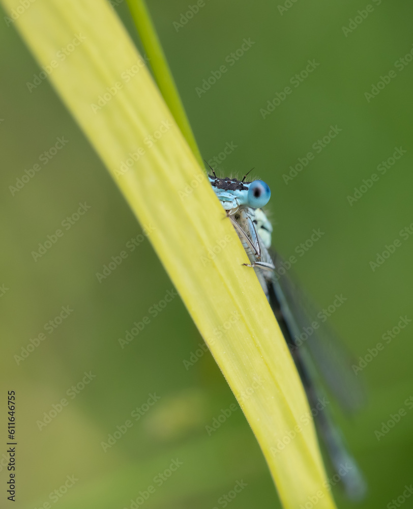 Blaue Federlibelle hinterer einem Grashalm Blaue Federlibelle hinterer einem Grashalm