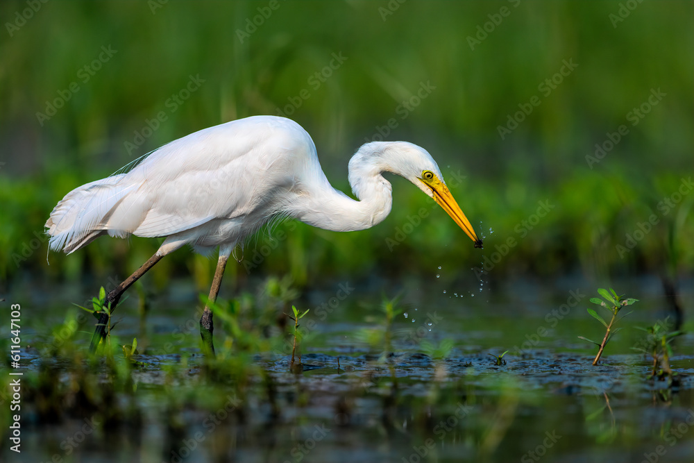 Obraz premium Intermediate Egret (Ardea Intermedia) with Hunt
