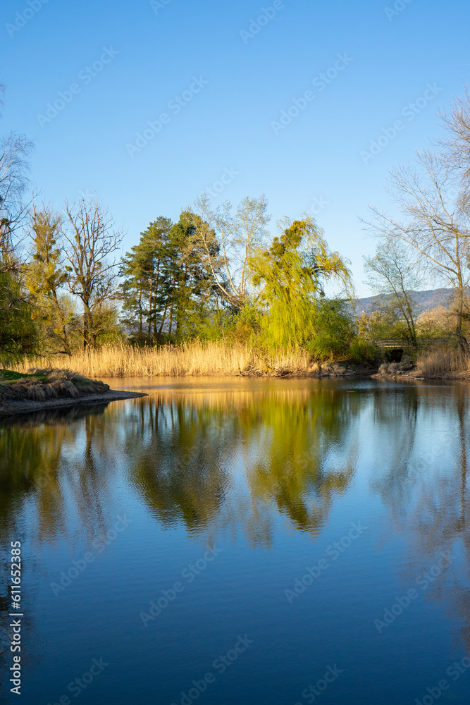 Reflection of trees in calm water