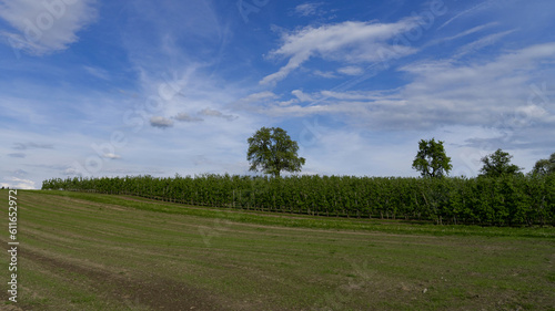 field and blue sky with an isolated tree