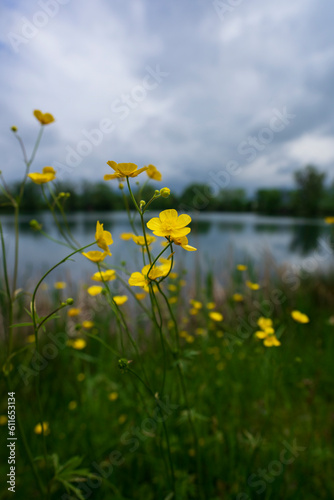 Field of dandelions with lake in the backgrounds
