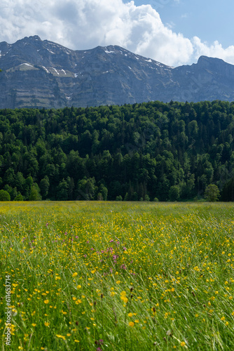Meadow with flowers - forest and mountains in the background