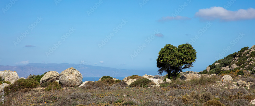 Greece Volax village Tinos island Cyclades. Small tree between huge granite rock sunny day. Banner