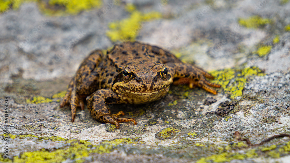 Fototapeta premium The common frog or grass frog (Rana temporaria) is a semi-aquatic amphibian with long legs and moist skin.