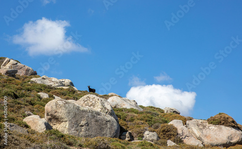 Huge granite rock and on top goat at graze, Volax village in Tinos island Cyclades Greece. photo