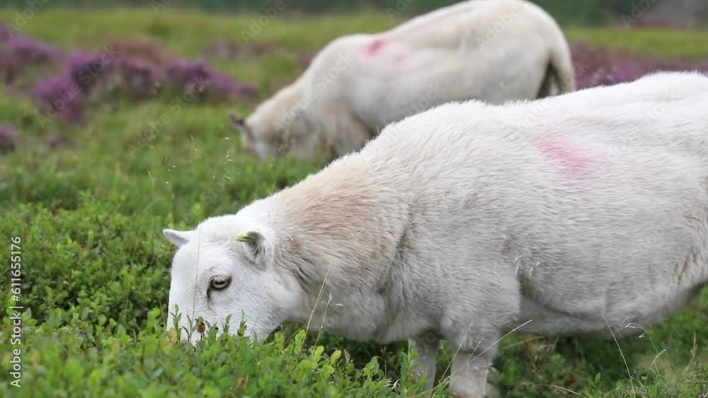 lamb grazing in the mountains lamb grazing in the mountains