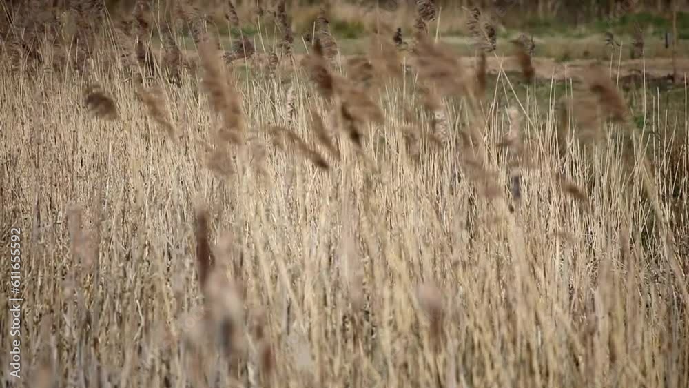 reeds in the wind reeds in the wind