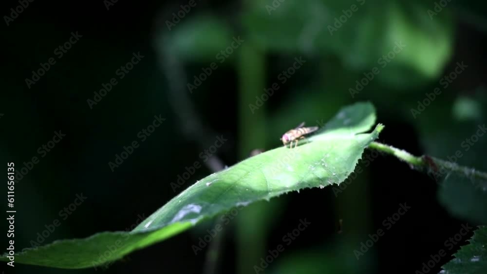 Bee on a leaf Bee on a leaf