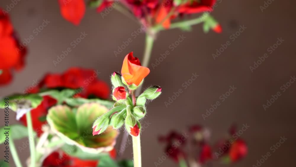 Multiple flowers blooming at same time time lapse video Multiple flowers blooming at same time time lapse video