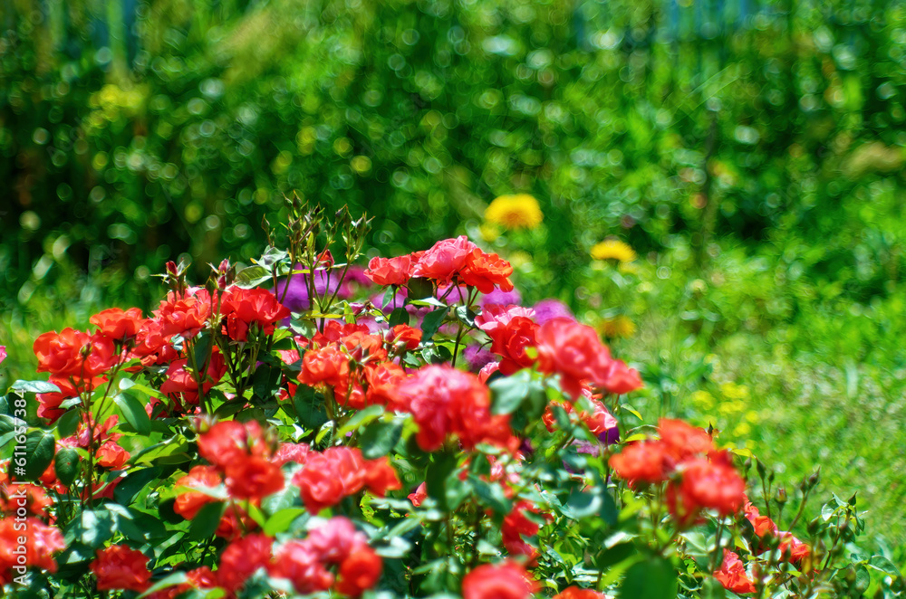 Tea rose flowers in the garden